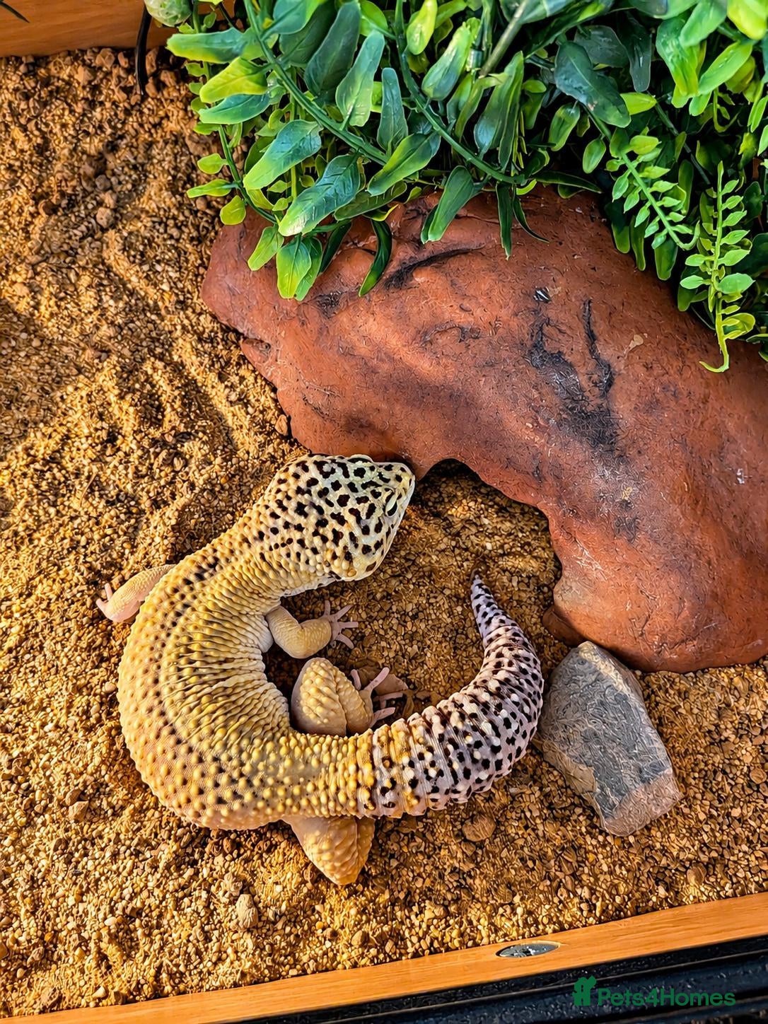 Leopard Gecko reptiles Meet Giz! Fun Leopard Gecko with Full Vivarium - Advert 1