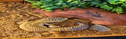 Leopard Gecko reptiles for sale: Meet Giz! Fun Leopard Gecko with Full Vivarium in Wantage - Advert 1