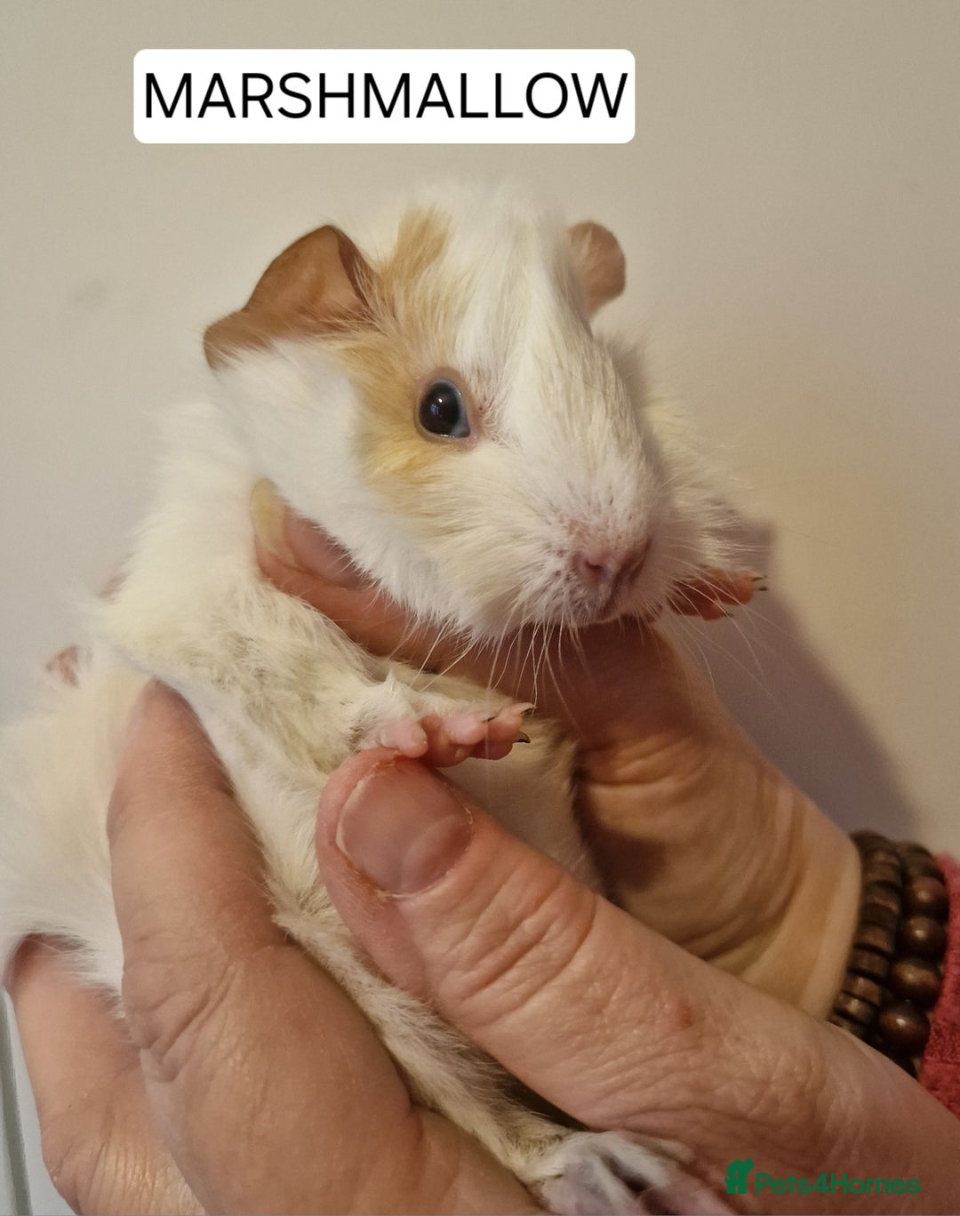 Guinea Pig rodents for sale: Female guinea pigs  - Advert 14