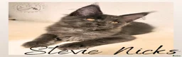 Maine Coon cats for sale: LARGE Stunning Solid Blue Maine Coon Kitten  - Advert 9