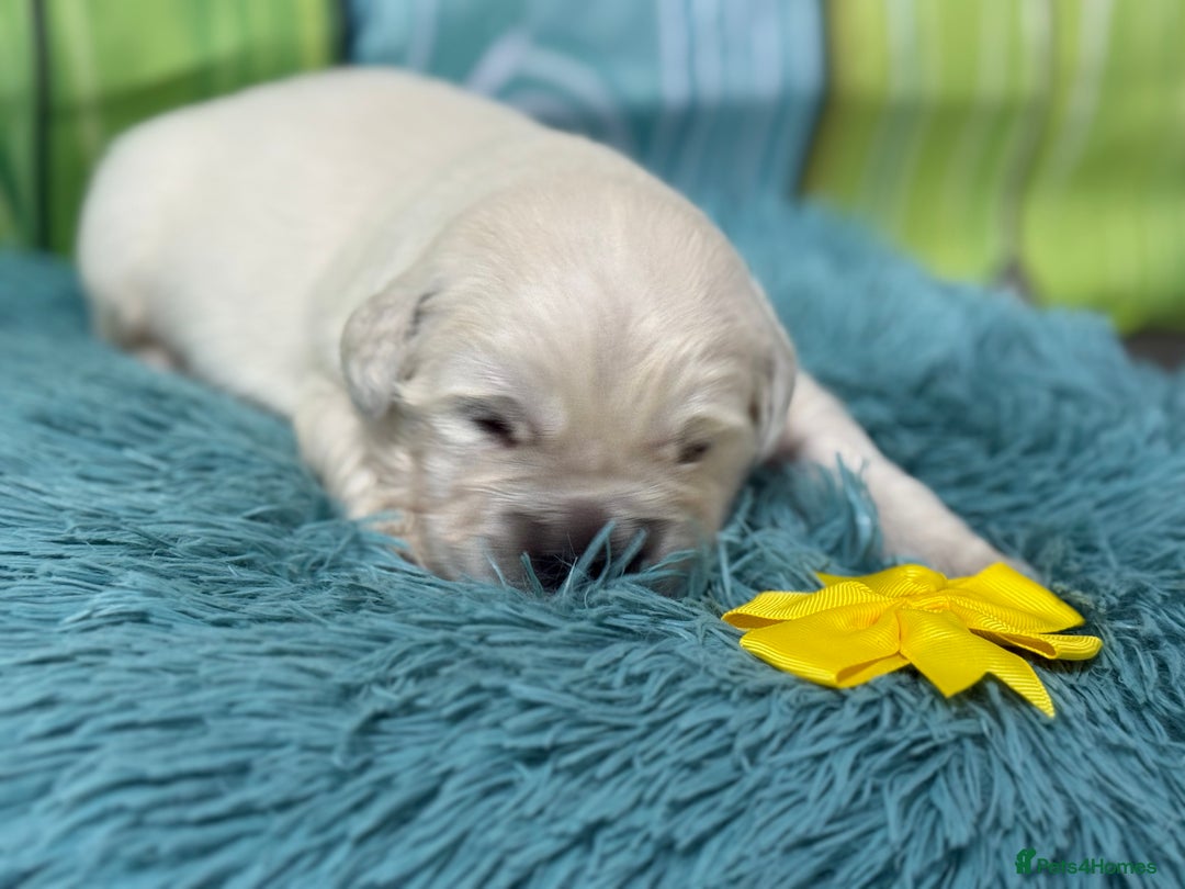 Golden Retriever dogs for sale: Beautiful KC reg DNA clear puppies available  - Advert 11