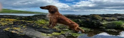 Cocker Spaniel dogs for sale: ✨ Working Cocker Spaniel pups, ready 7th March ✨ - Advert 4