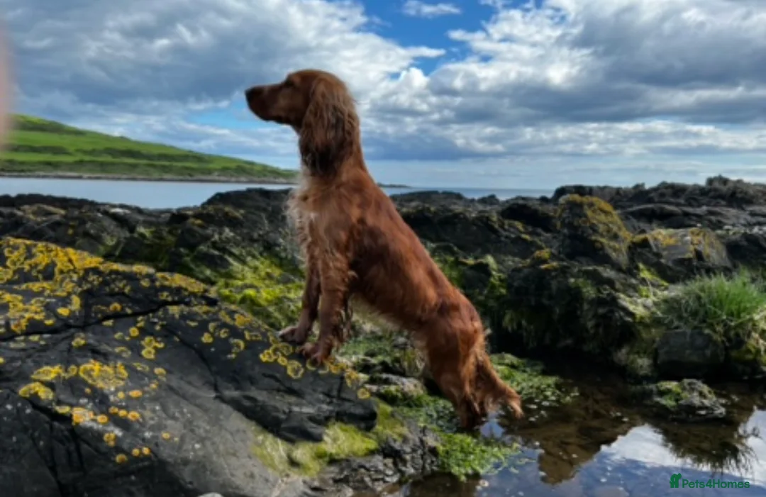 Cocker Spaniel dogs for sale: ✨ Working Cocker Spaniel pups, ready 7th March ✨ - Advert 4