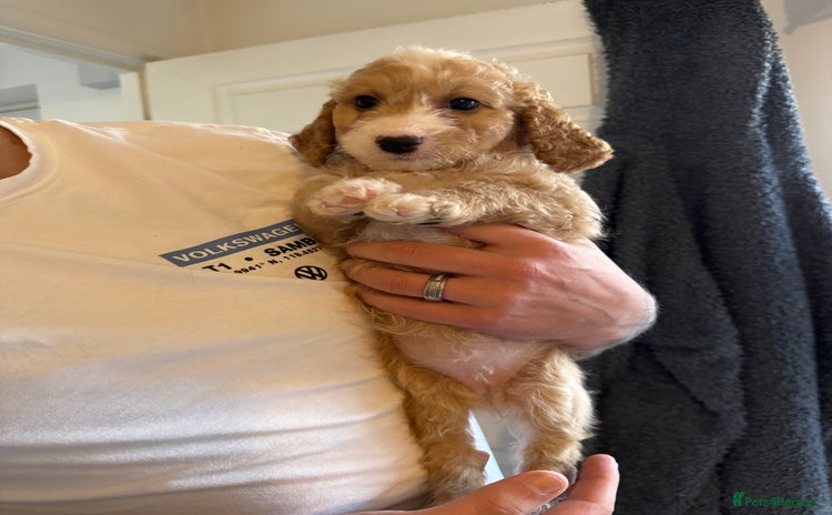 Cockapoo dogs - Advert 7
