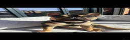 French Bulldog dogs for stud: 🐾 FRENCH BULLDOG AVAILABLE AT STUD 🐾 in Nottingham - Advert 2