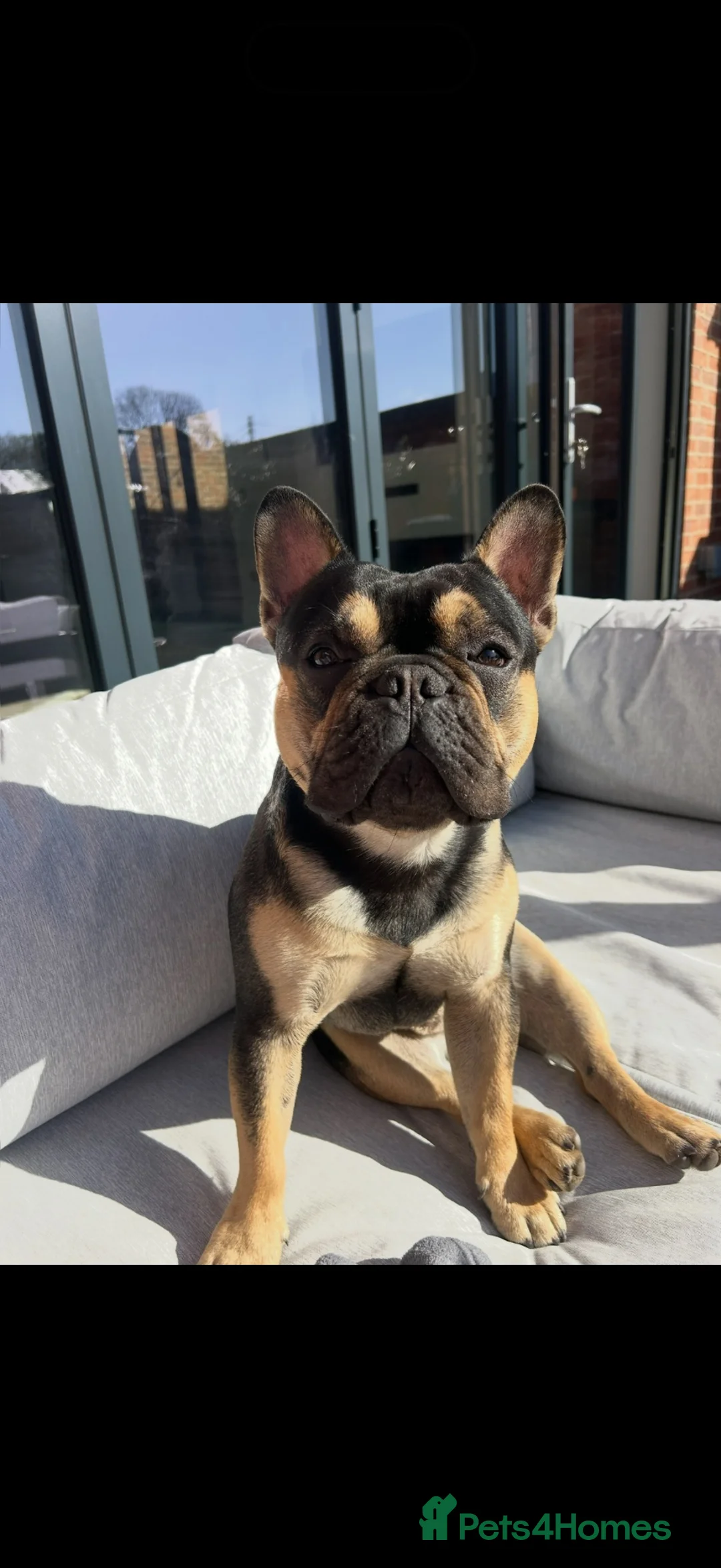 French Bulldog dogs for stud: 🐾 FRENCH BULLDOG AVAILABLE AT STUD 🐾 in Nottingham - Advert 2