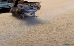 Mixed Breed cats for sale: Little beautiful kittens😀 - Image 7