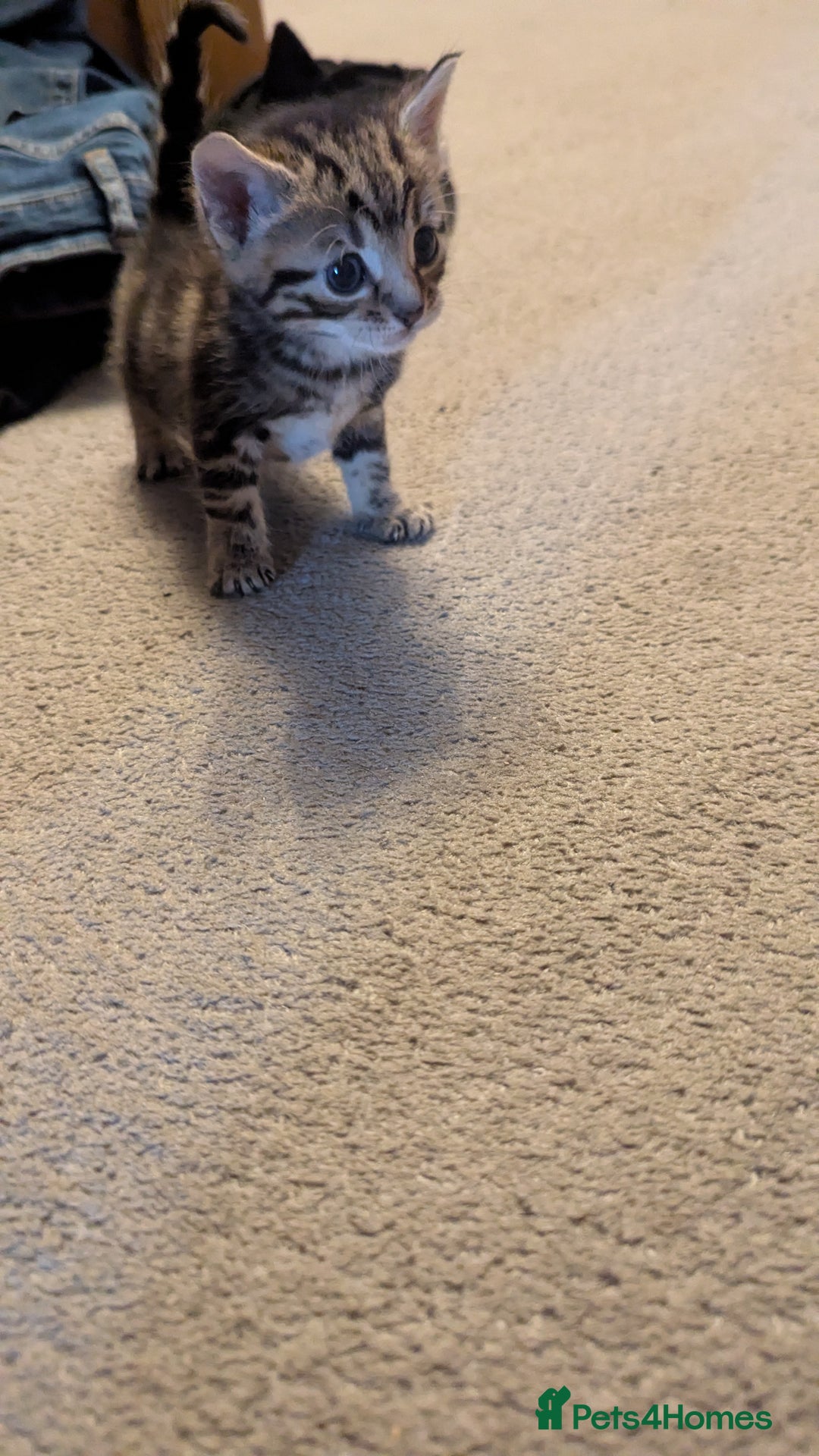 Mixed Breed cats for sale: Little beautiful kittens😀 - Image 7