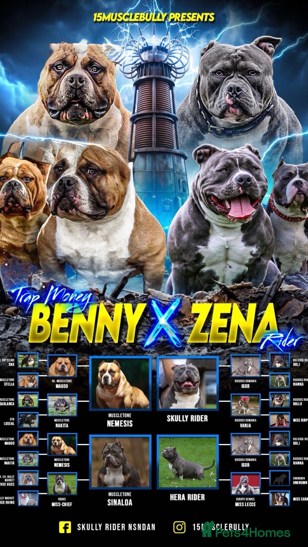 American Bully dogs ABKC pocket bullies, strong bloodlines! - Advert 2
