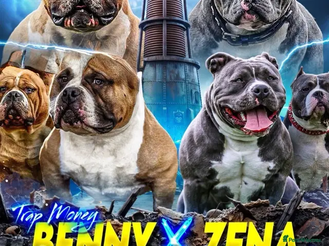 American Bully dogs ABKC pocket bullies, strong bloodlines! - Advert 2