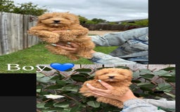 Cavapoo dogs for sale: Stunning cavapoo f1b puppies ready for new homes❤️ - Image 6