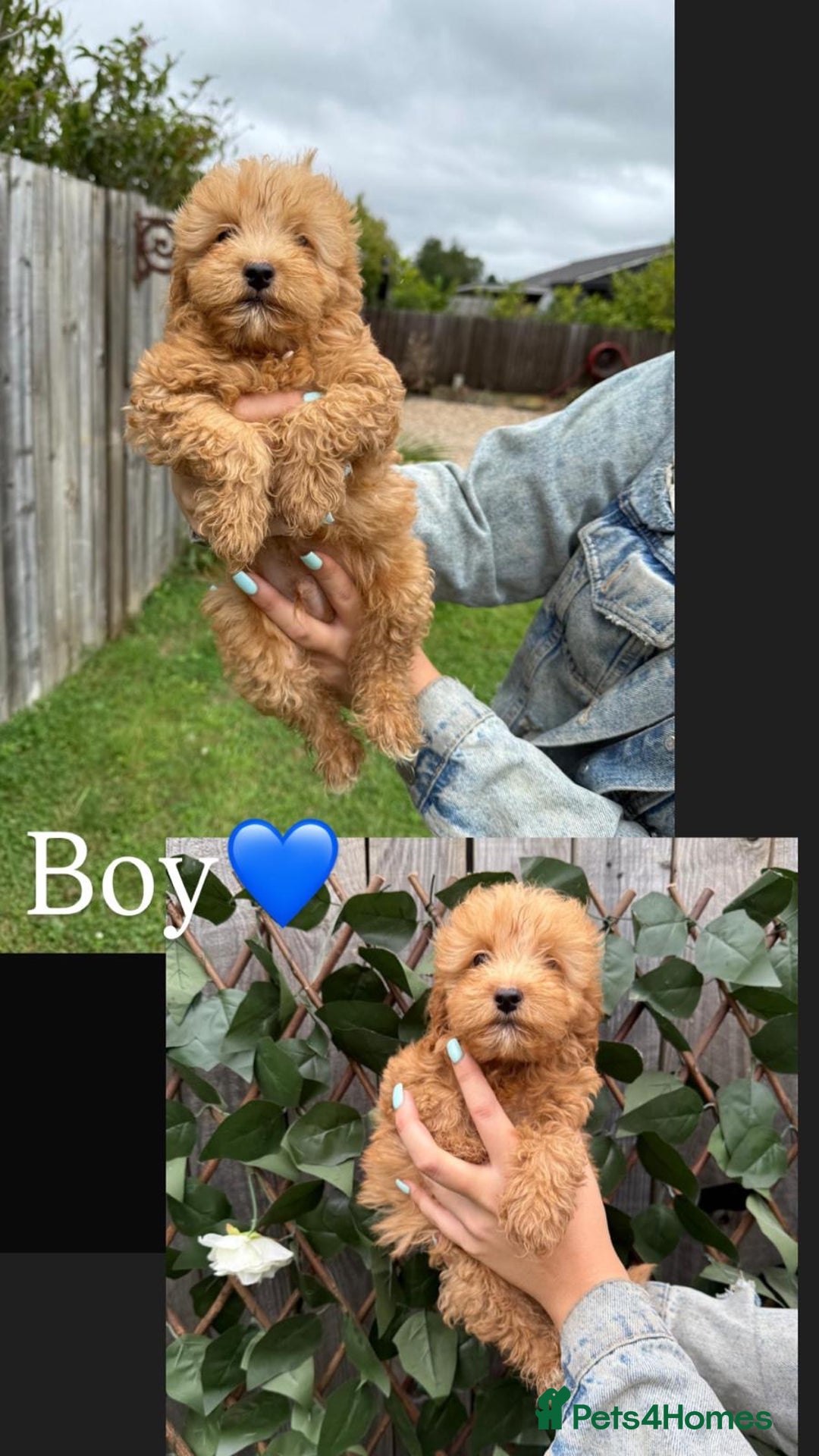 Cavapoo dogs for sale: Stunning cavapoo f1b puppies ready for new homes❤️ - Image 6