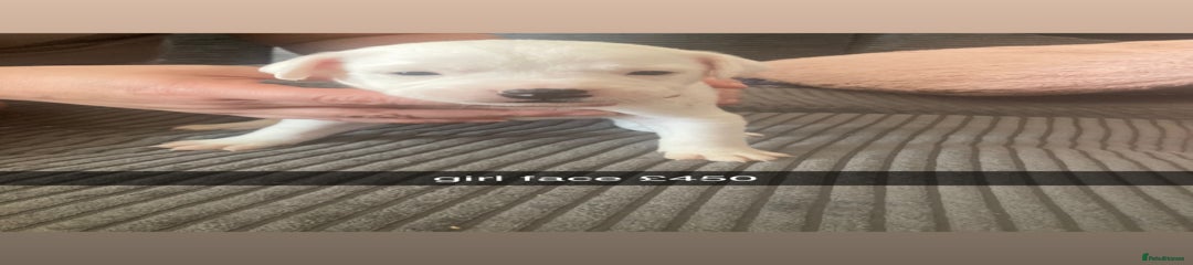 American Bulldog pearl