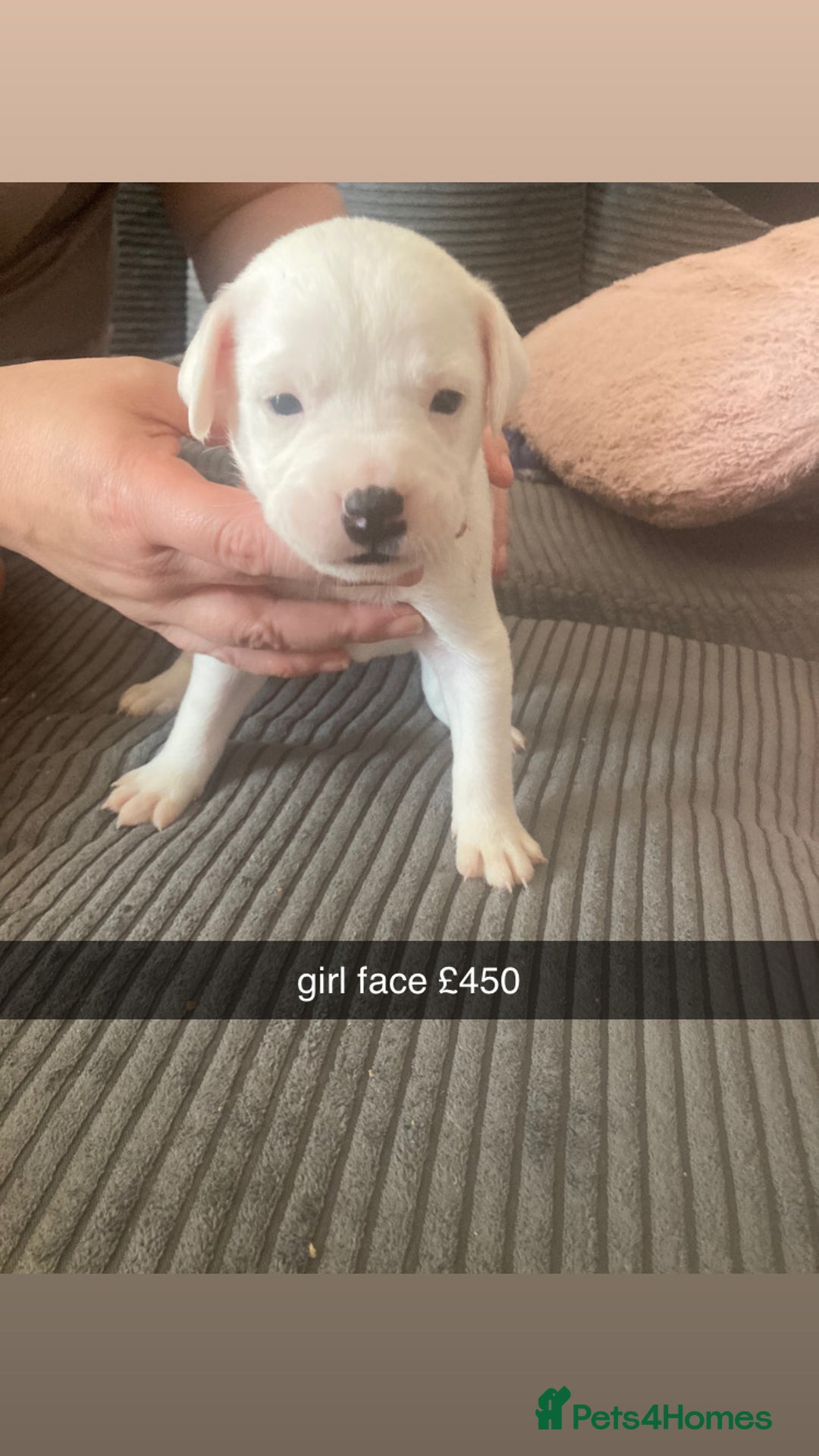 American Bulldog dogs for sale: american bulldog puppy - Image 3