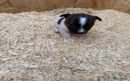 Jack Russell dogs for sale: Adorable Jack russel puppy’s for sale - Advert 5