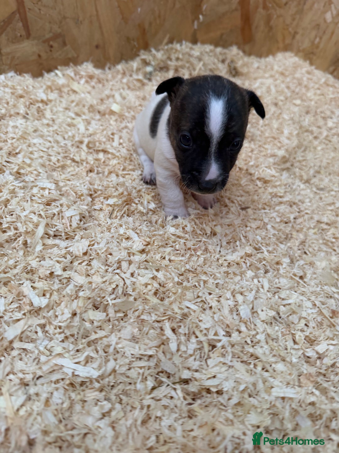 Jack Russell dogs for sale: Adorable Jack russel puppy’s for sale - Advert 5