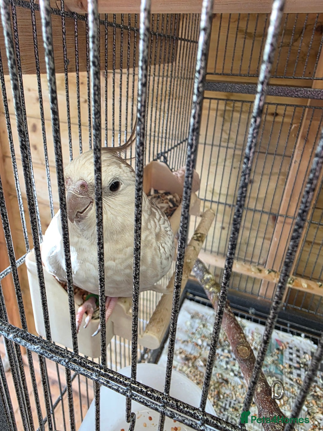 Cockatiels birds for sale: Beautiful Adult Hen Cockatiel - Image 4