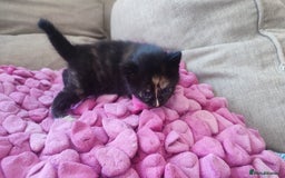 British Shorthair cats for sale: Adorable kittens  in Great Missenden - Image 18