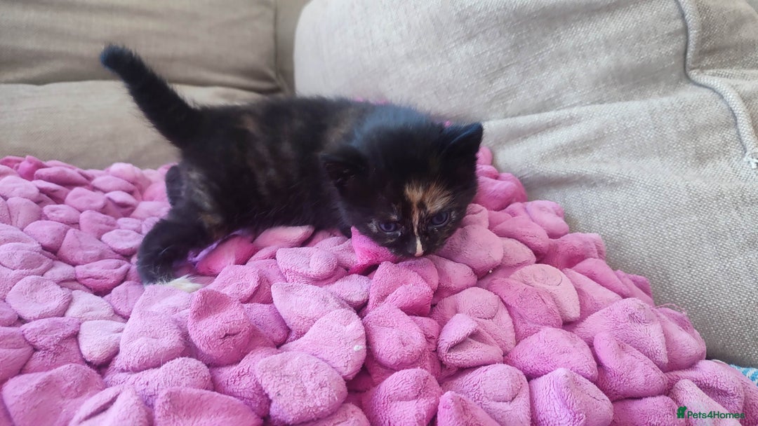 British Shorthair cats for sale: Adorable kittens  in Great Missenden - Image 18