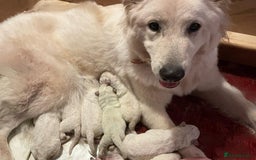 White Swiss Shepherd dogs for sale: White Swiss Shepherd Puppies 🐾🍼KC Registered - Image 3