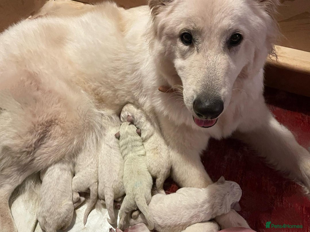 White Swiss Shepherd dogs for sale: White Swiss Shepherd Puppies 🐾🍼KC Registered - Image 3