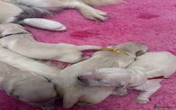 Golden Retriever dogs for sale: KC Fully health tested Golden retriever puppies - Image 23