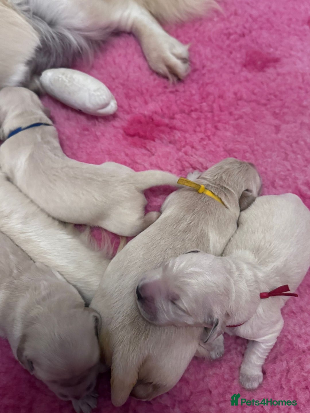 Golden Retriever dogs for sale: KC Fully health tested Golden retriever puppies - Image 23