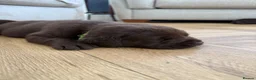 Labrador Retriever dogs for sale: ✨Outstanding Chunky Chocolate Labrador puppies✨ in Cowbridge - Advert 11