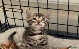 Bengal cats for sale: 😍3 Beautiful Bouncy Bengals Need A Home 😍 - Image 4