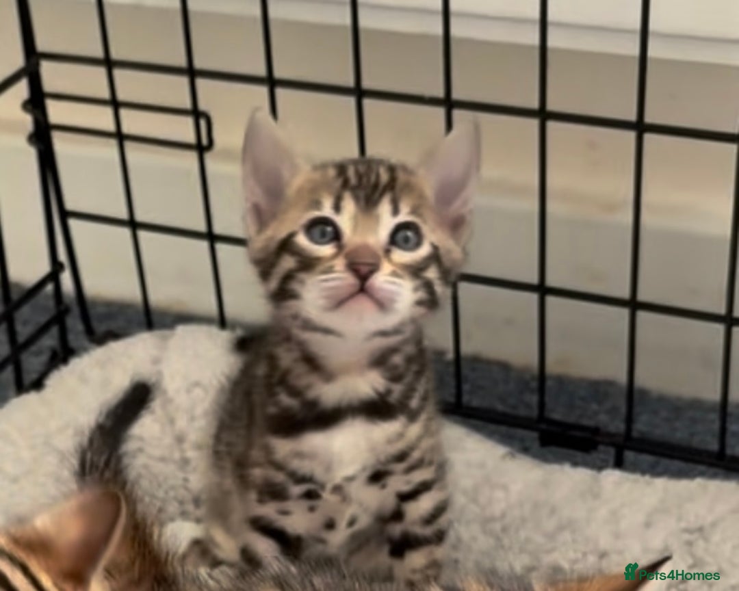 Bengal cats for sale: 😍3 Beautiful Bouncy Bengals Need A Home 😍 - Image 4