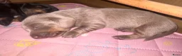 Miniature Dachshund dogs for sale: Beautiful Miniature Dachshund Puppies 🐾❤️ - Advert 26