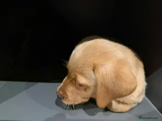 Labrador Retriever dogs FOX RED BOY AVAILABLE - Advert 15