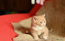 British Shorthair cats for sale: ⭐Rare Cream British Shorthair Boy ⭐  - Image 25