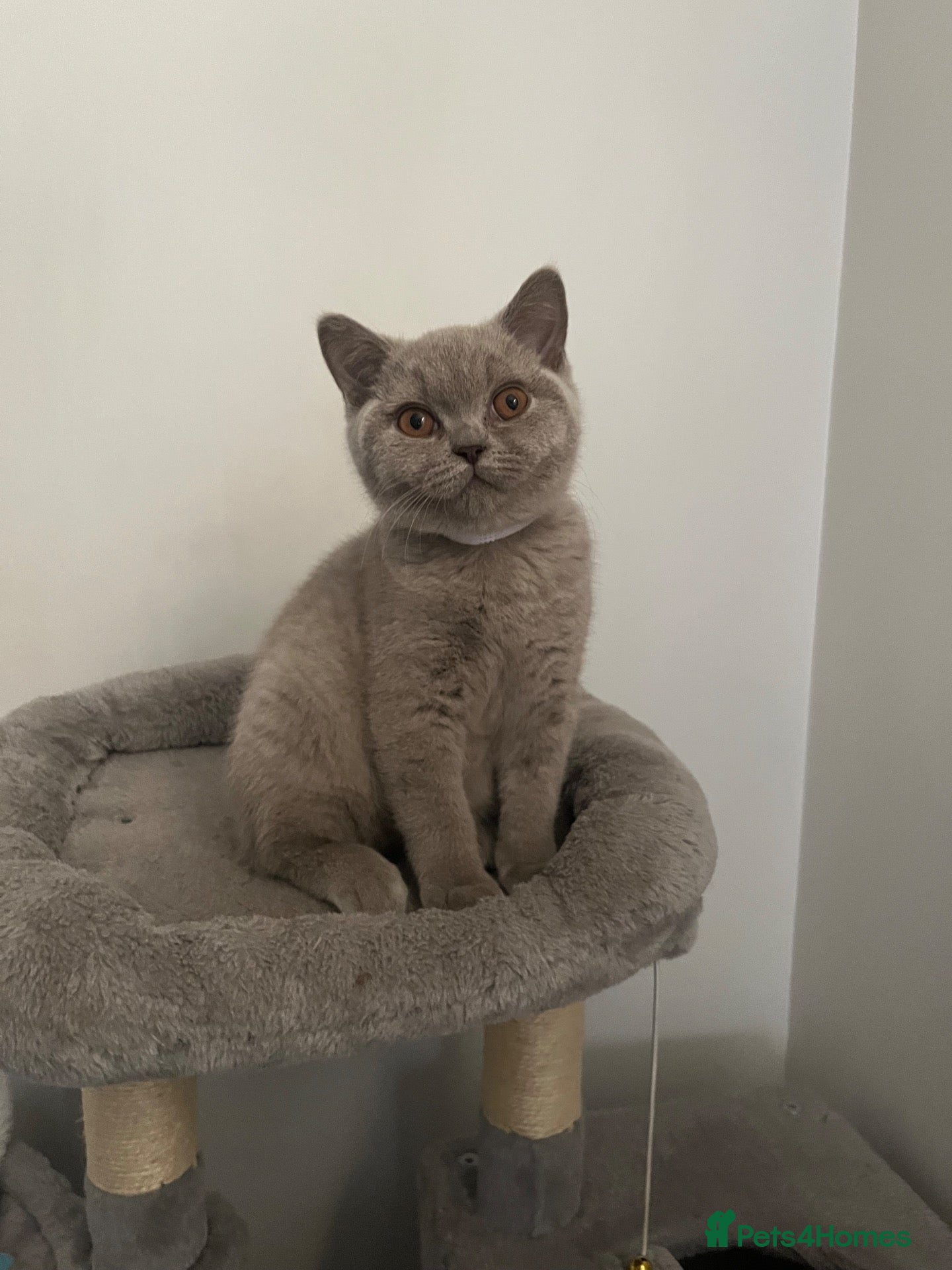 British Shorthair cats ADORABLE BRITISH SHORT HAIR READY TO LEAVE❤️ - Advert 2