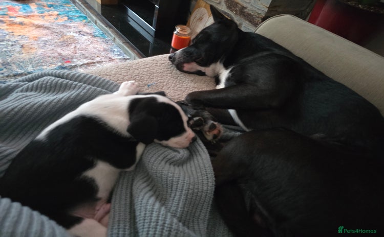 Mixed Breed dogs Short haired Collie pups - Advert 6