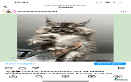 Maine Coon cats for sale: Russian Import Maine Coon Kittens  - Image 9