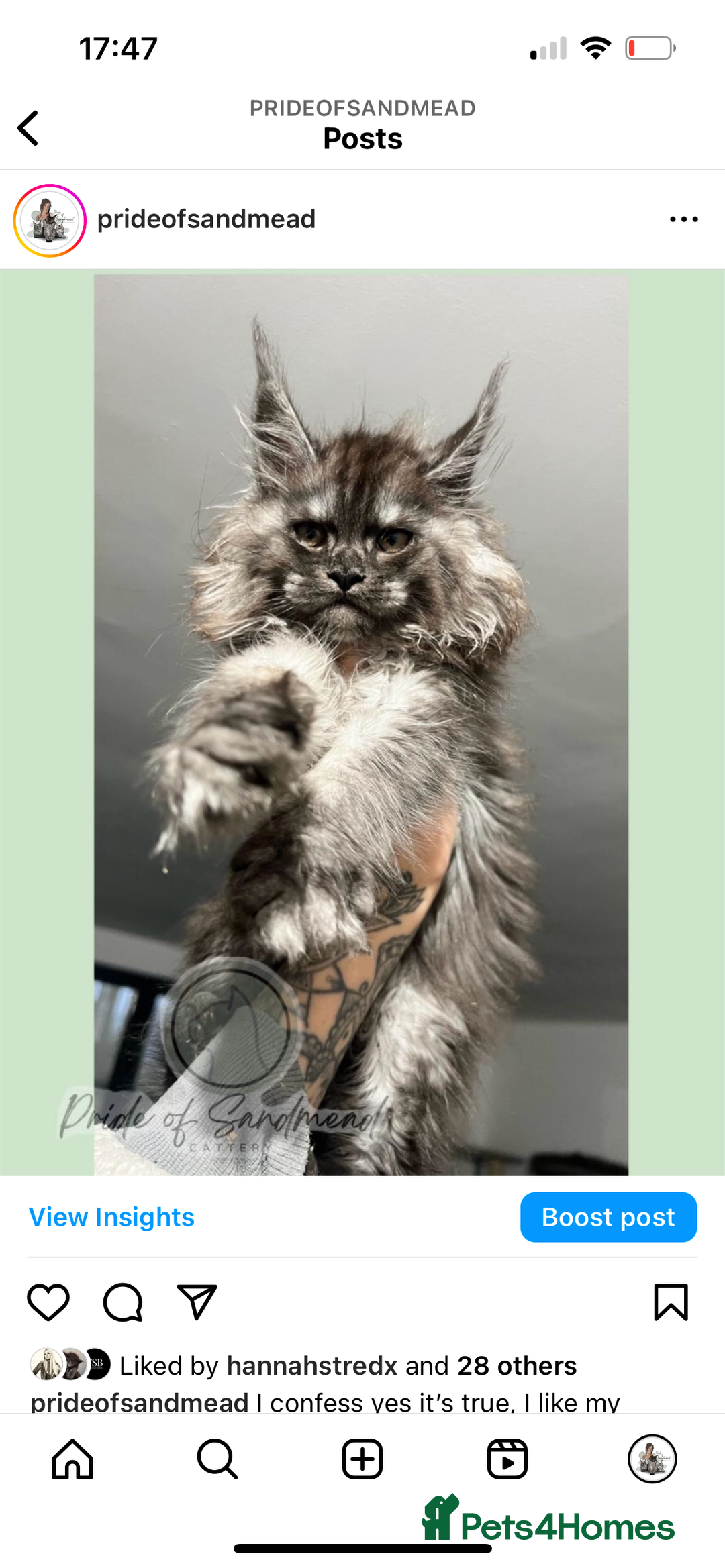 Maine Coon cats for sale: Russian Import Maine Coon Kittens  - Image 9
