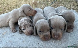 Miniature Dachshund dogs for sale: Miniature dachshund - Image 5