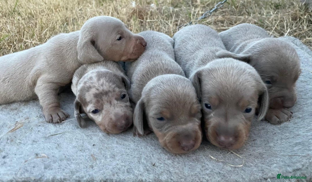 Miniature Dachshund dogs for sale: Miniature dachshund - Image 5