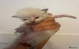 Ragdoll cats for sale: Stunning Ragdoll kittens blue lnyx ready soon  - Image 4