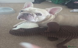French Bulldog dogs for sale: Dave  - Image 4