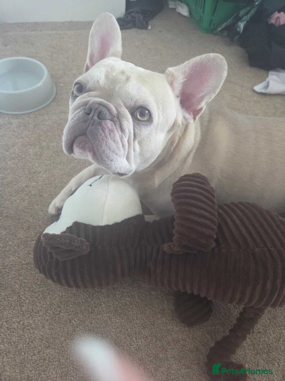 French Bulldog dogs for sale: Dave  - Image 4