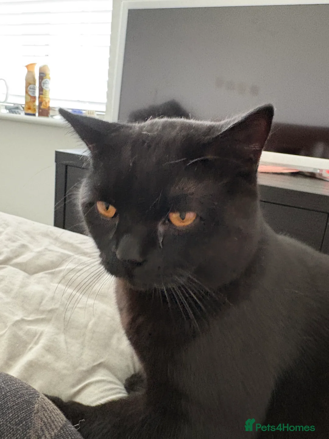 British Shorthair cats for sale: British shorthair for adoption  - Advert 3