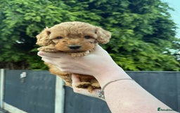 Cockapoo dogs for sale: F2 Red Cockapoo’s  - Image 4