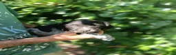 Mixed Breed dogs for sale: Rare English Springer X Brittany Spaniels  - Advert 2