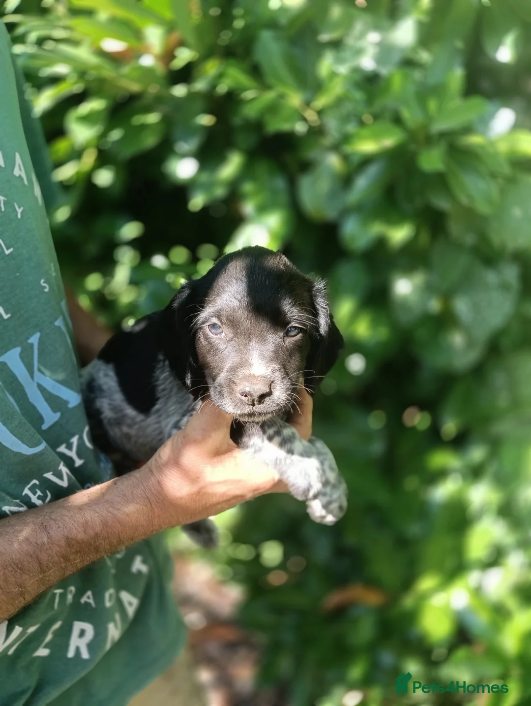 Mixed Breed dogs for sale: Rare English Springer X Brittany Spaniels  - Advert 2