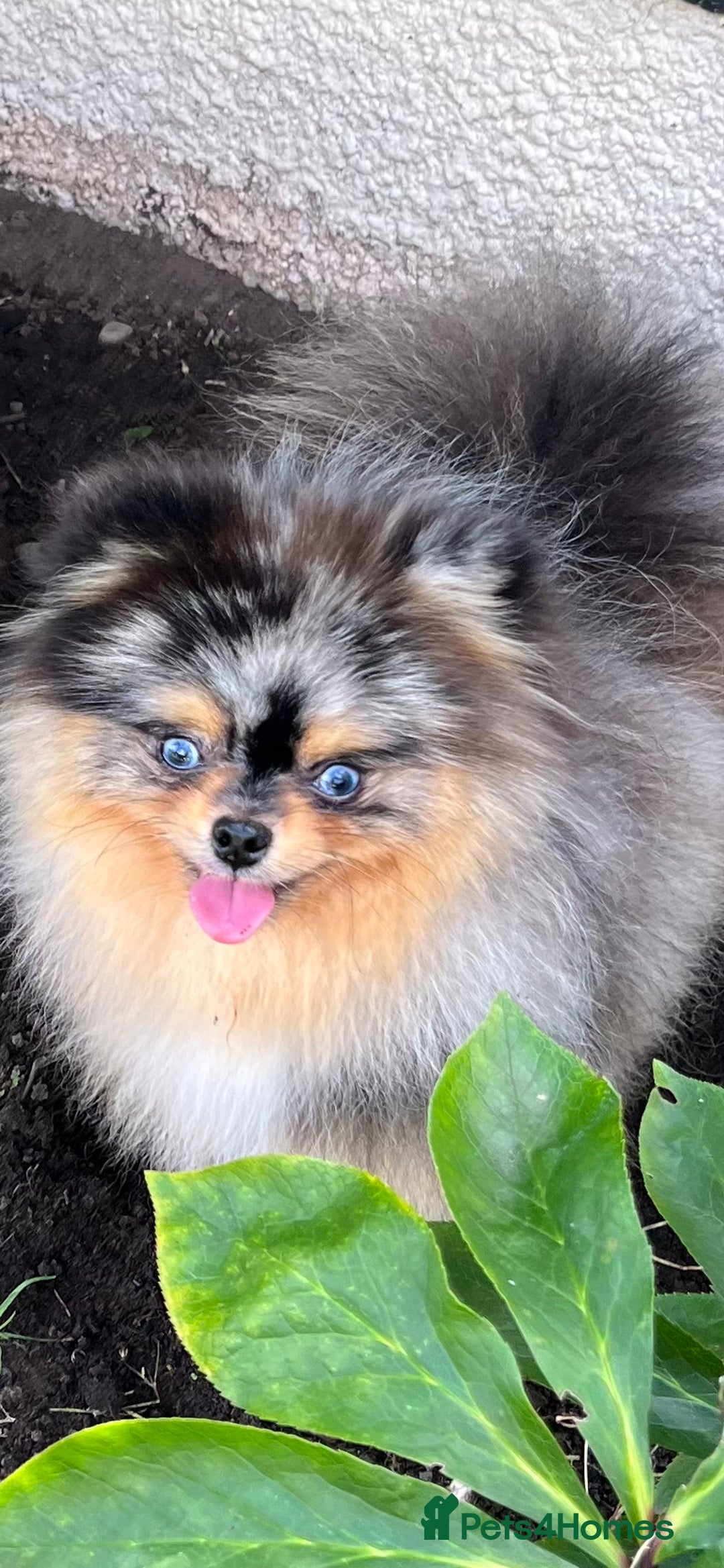Pomeranian dogs for sale: Pomeranian puppy for sale - Advert 9