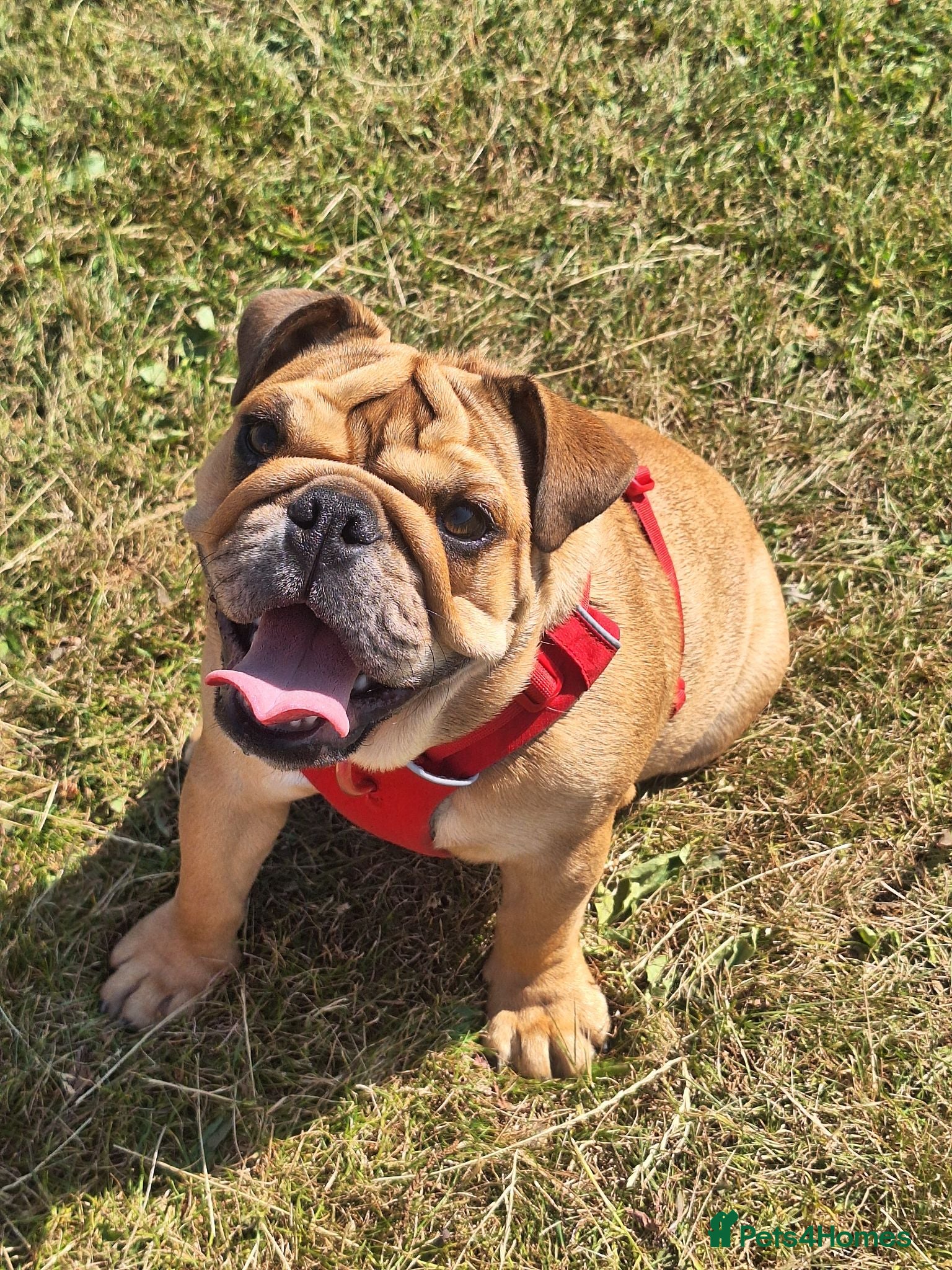 English Bulldog dogs KC registered female English bulldog  - Advert 2
