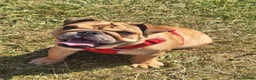 English Bulldog dogs for sale: KC registered female English bulldog  - Advert 2