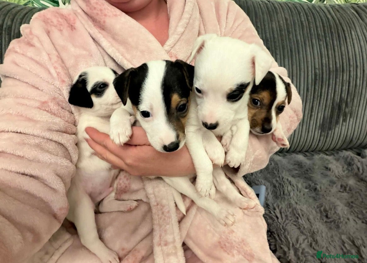 Jack Russell dogs Jack Russell puppies - Advert 1